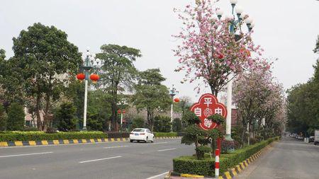 中山南头镇又多一条粉色大道一路宫粉紫荆延伸盛放