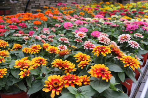 来顺德陈村旅游赏花 十大主题展区竞"香"迎客!