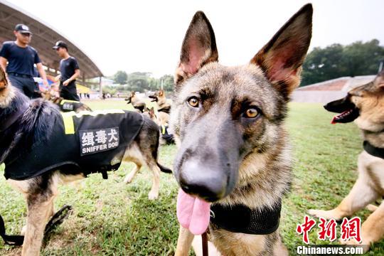 缉毒犬实战演练南京举行:30只警犬集中亮相秀绝活