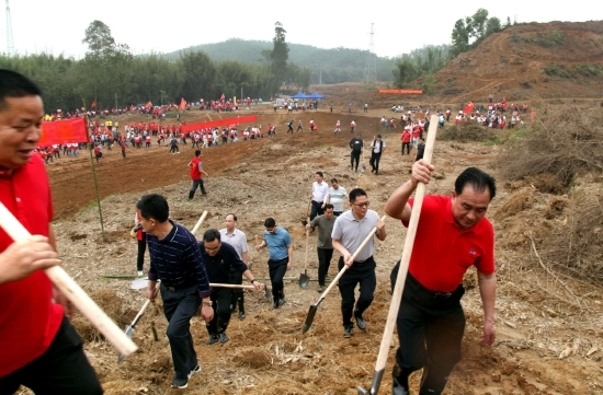图为西牛义务植竹场面
