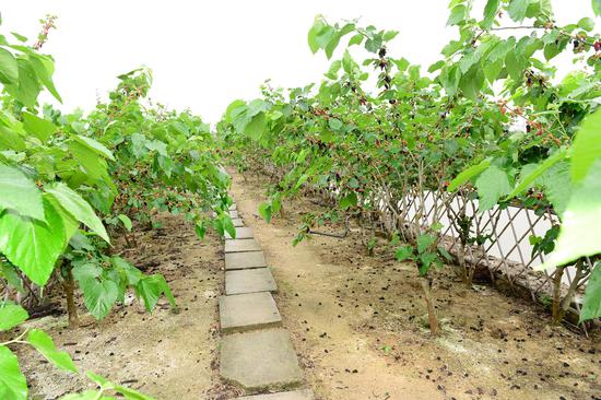 摘果实赏桑基鱼塘西樵第五届桑蚕文化节正式开幕