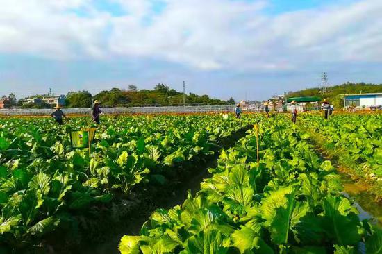 2020广州增城菜心美食节开幕