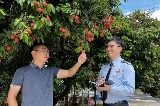 广州市增城区税务干部在与东林果园负责人交流(拍摄:梁晓红)