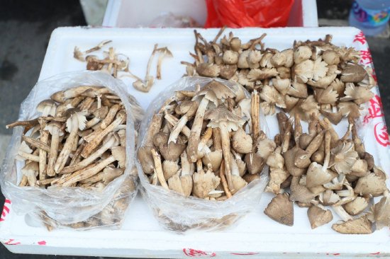 荔枝菌凭借其独特鲜香吸引着不少食客专程前来寻味
