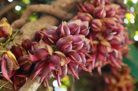 紫花禾雀花美叶油麻藤花开正盛。李剑锋 摄