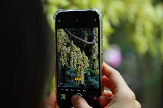 阳春三月，天鹿湖森林公园的禾雀花迎来最佳观赏期。李剑锋 摄