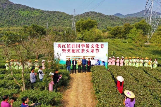 英红镇归国华侨文化节暨英德红茶头采节现场 摄影师:王小卡
