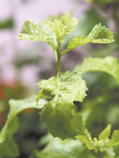 顺德桃村街坊制作栾樨粉美食 活动吸引近600人参与