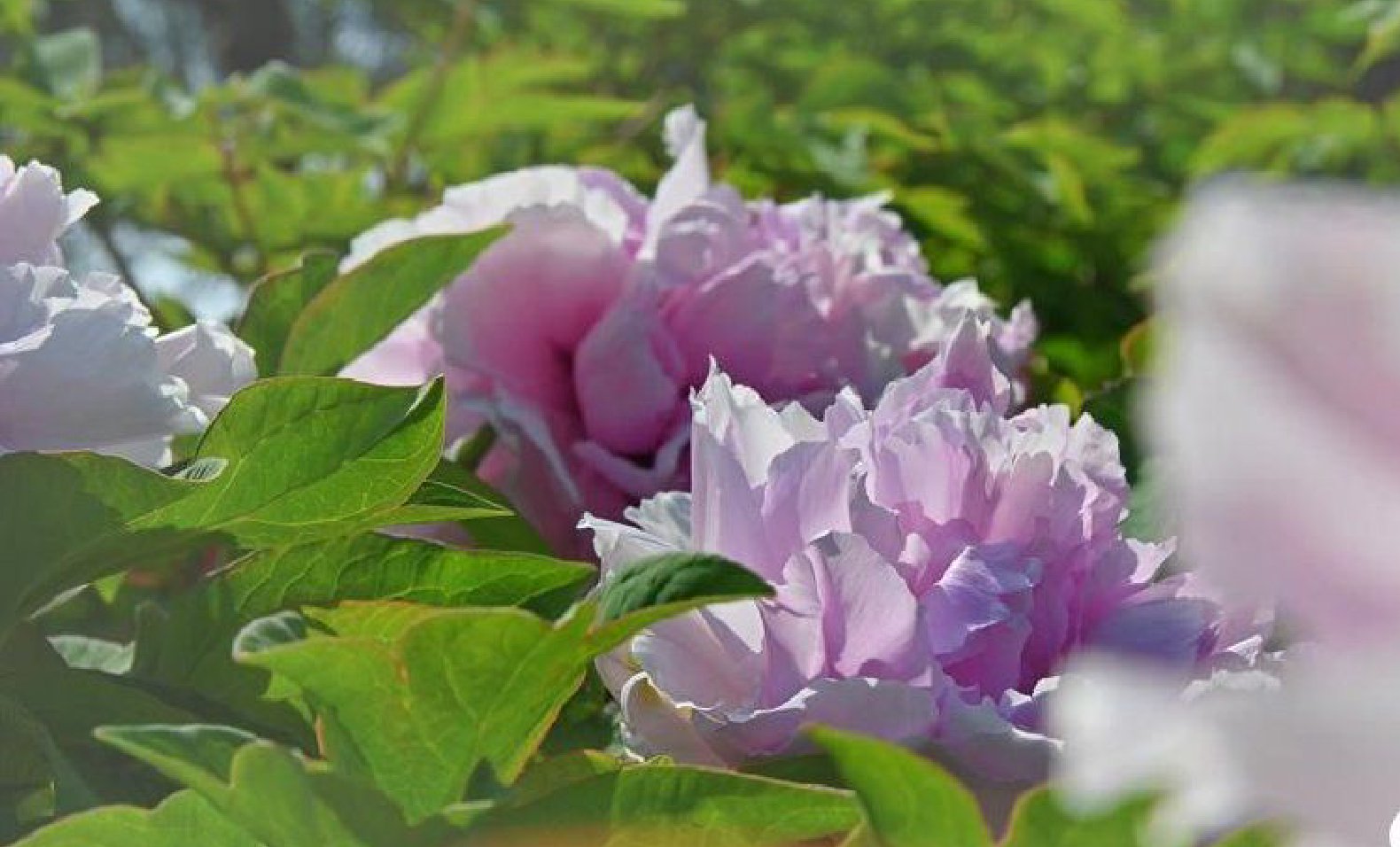 （社会）唯有牡丹真国色 花开时节惊艳了春天