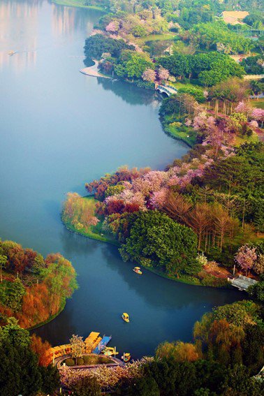 图:绿树红花相映,缤纷可爱。