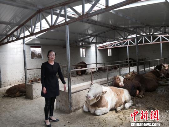 甘肃兰州市榆中县甘草店镇蔡家沟村村民米小红开办了自己的肉牛养殖场