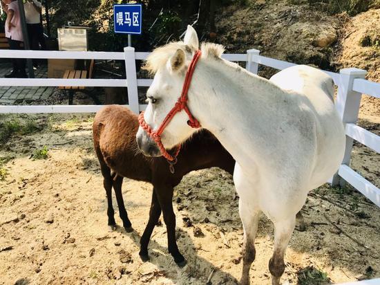 珠海平沙大虎马术农庄 纯汗血马落户_珠海频道_新浪广东_新浪网