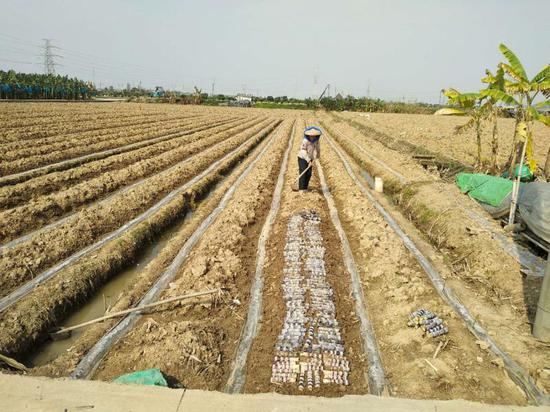农民正在种植果蔗