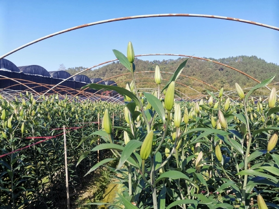 香水百合植株香水百合鲜花种植效益高,是一个极具发展潜力的产业项目.