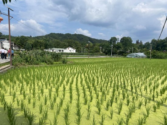 柑子院稻鱼工程