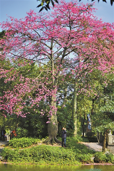 禅城中山公园的大腹木棉迎来了盛花期.