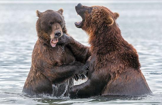 俄罗斯两棕熊湖中打斗展示完美拳击术