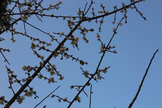 麻涌镇古梅乡里度冬日 华阳湖畔赏梅花