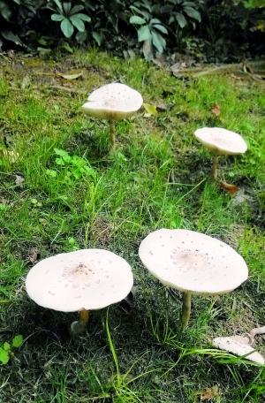白毒伞蘑菇图片图片