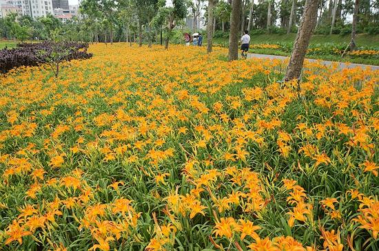 湛江南国热带花园盛开中国母亲花