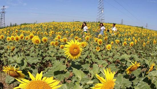 秦皇岛慕义寨村 向日葵花海醉游客