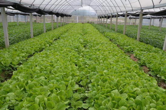 惠州四季绿农产品贵而不贵 11.1请你任性吃健康菜