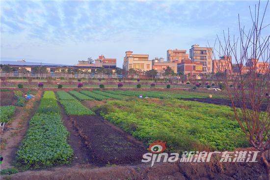 湛江黄外村湿地公园将在新春开放迎客