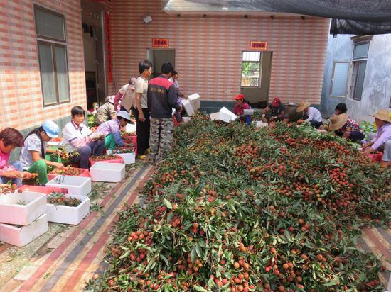 遂溪县乌塘镇湛川村村民在打包装箱荔枝 周朝池 摄