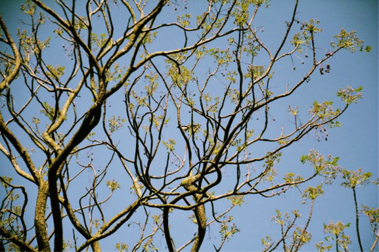 村口的火炼树又吐新芽了,还有一只鸟呢,可我不知道它叫什么.