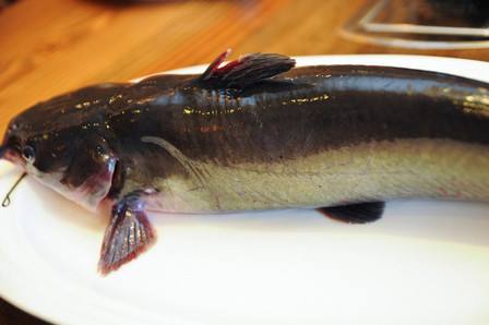 乌江鱼被检出致癌孔雀石绿3招辨别孔雀石绿鱼