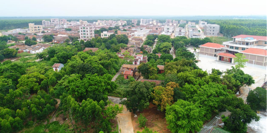 乡村振兴求发展 湛江麻章文化馆采风团走进甘园村