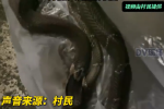 毛骨悚然！广东一村2个月现6毒蛇被叫蛇村