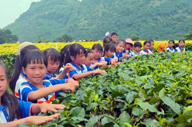 图为英德茶园航拍