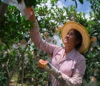 丰收色彩绘就云南蒙自田野多彩图
