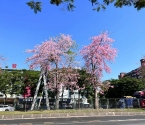 广州异木棉开启花季