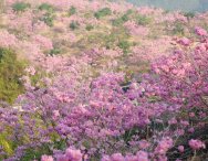 江门：坠入紫花风铃木的海洋