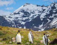 南极：南乔治亚岛的航行之旅