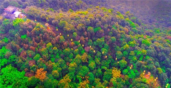 图:秋日的西樵山,山林绿中带红,别有一番韵味。