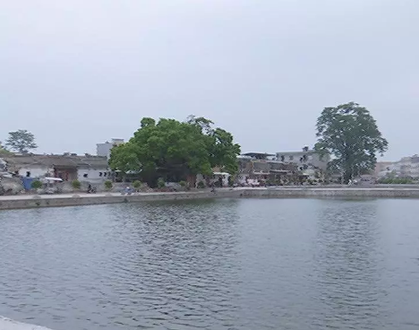 揭阳炮台镇桃山社区这一池睡莲醉倒无数人