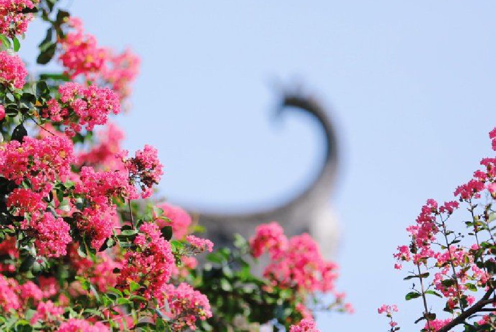 紫薇花开的岭南园林