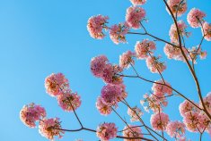 粉花风铃木的盛开给春天增添温柔