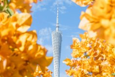 广州塔前的金色花瀑