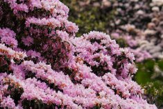 春日深圳，万朵芳华杜鹃绵延山间