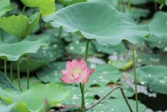一池新雨，半亩荷风
