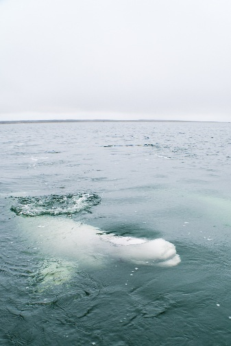 白鲸 图片来源：马尼托巴省旅游局