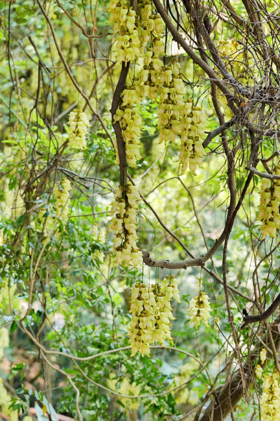 步入天鹿湖森林公园，只见一串串禾雀花如万千雀鸟栖息枝头，绘就迷人花海。主办方供图