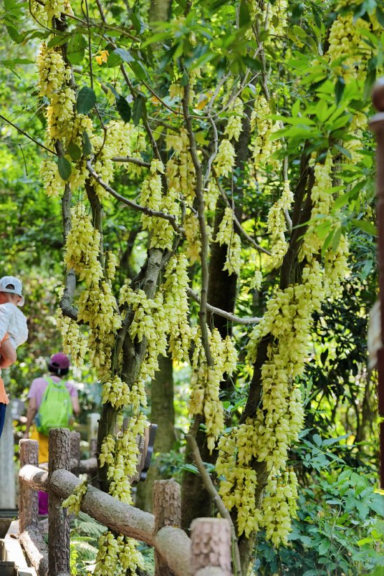 不同品种的禾雀花形成“万鸟栖枝”的生态奇观，吸引大批市民游客前来打卡。李剑锋 摄