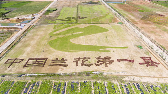 中国兰花之乡上演花样庆丰收万人齐聚