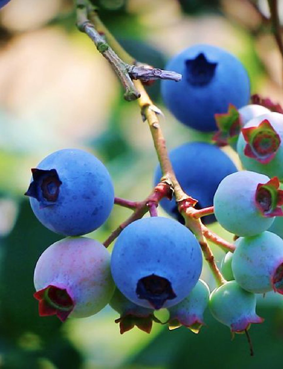  Guangzhou Conghua Spring Irrigation Helps Increase Income of Blueberry "Draw a" Good "Blueprint"