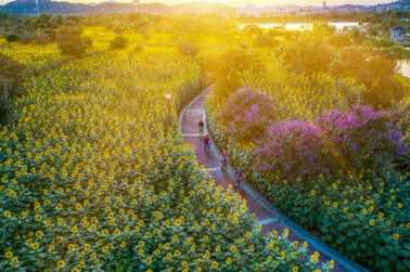 图:走进花海,让笑脸随着花儿一起绽放。